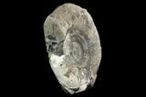 Ammonite In Septarian Nodule - Madagascar #124162-2